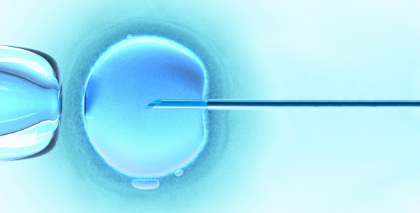 in vitro fertilization under the microscope