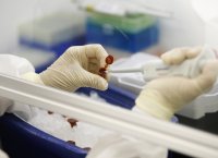 Microbiologist works with swine flu sample.