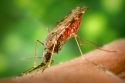mosquito sucking blood from a human 