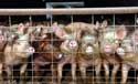 row of pigs behind a wire fence