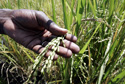 hand of scientist holding rice plant