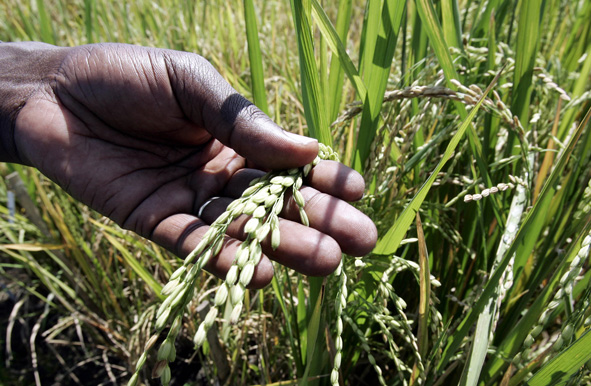 hand of scientist checking rice grains at the International Rice Research Institute