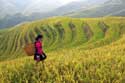 rolling hills during rice harvest in China