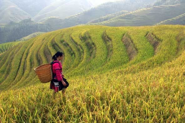 rice harvest on hillsides in China