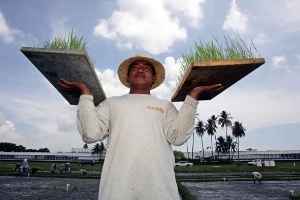 A farm laborer carries rice seedlings for planting at the experimental plots of the International Rice Research Institute