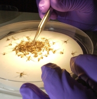 Mosquitoes carrying West Nile virus