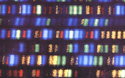 colored image representing human genes