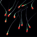 false-color image of sperm