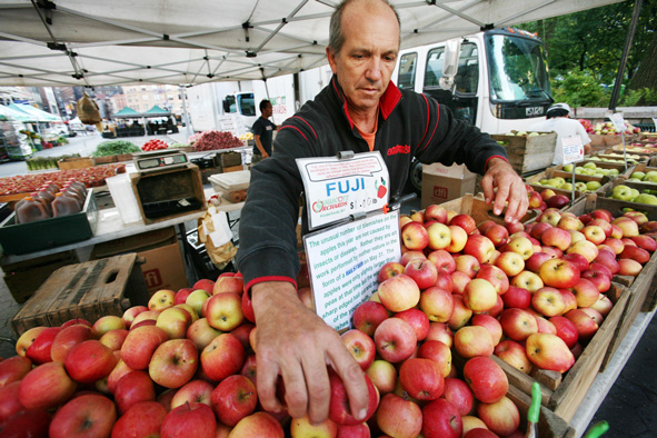 Ron Samascott organizes apples from his orchard in Kinderhook, N.Y. at the Union Square Greenmarket on Friday, June 20, 2008 in New York.