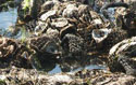 oysters covered by netting