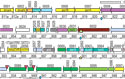 Portion of diagram illustrating the synthetic genome of Mycoplasma mycoides JCVI-syn1.0.