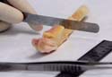 Human bone tissue in the lab
