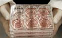 Researcher holding trays of human embryonic stem cells